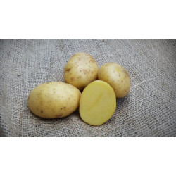 (80024) Pootaardappels Vitabella 28/35