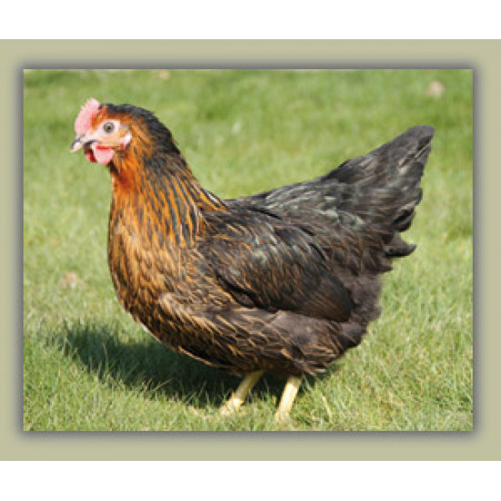 Van Gorp ECO legkippenkorrel 20 kg.