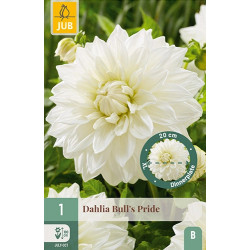 (60470) Dahlia Exclusive Bull's Pride wit (dinnerplate) (1 st.)