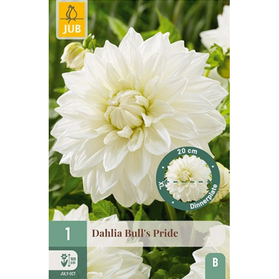 (60470) Dahlia Exclusive Bull's Pride wit (dinnerplate) (1 st.) (60470) Dahlia Exclusive Bull's Pride wit (dinnerplate) (1 st.)