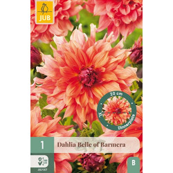 (60450) Dahlia Exclusive Belle of Barmera oranje (dinnerplate) (1 st.)