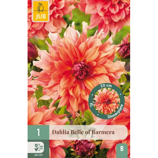 (60450) Dahlia Exclusive Belle of Barmera oranje (dinnerplate) (1 st.)