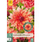(60450) Dahlia Exclusive Belle of Barmera oranje (dinnerplate) (1 st.)