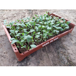 Plantjes Palmkool