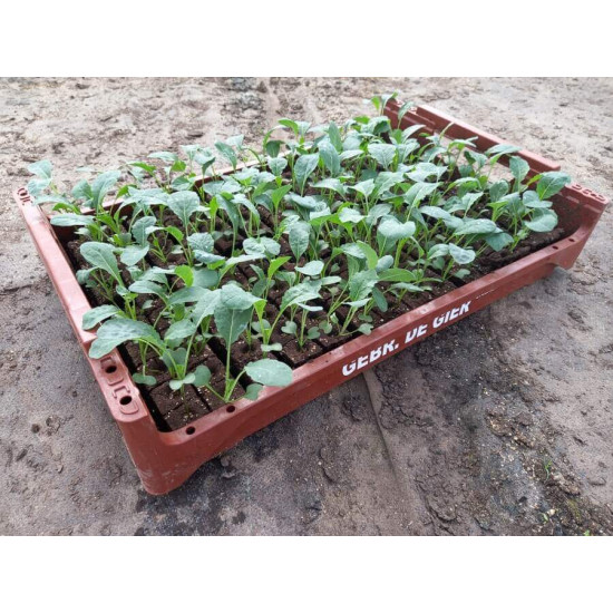 Plantjes Palmkool