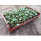 Plantjes Palmkool