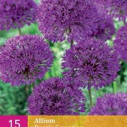 Allium Purple Sensation (15 st.)