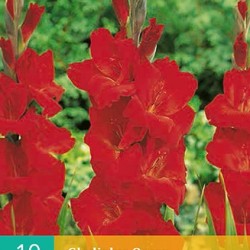 Gladiolen Oscar (rood) (10 st.)