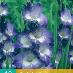 (60920) Gladiolen Nori (blauw) (10 st.)