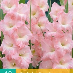 Gladiolen Supreme (roze) (10 st.)
