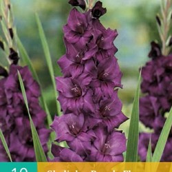 Gladiolen Purple Flora (purper) (10 st.)