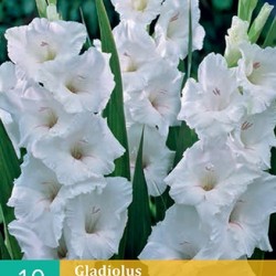 Gladiolen White Prosperty (wit) (10 st.)