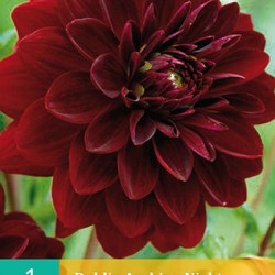 Dahlia decoratief Arabian Night (zwartrood) (1 st.)