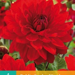 Dahlia decoratief Garden Wonder (rood) (1 st.)