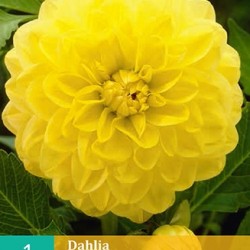 Dahlia decoratief Glory of Heemstede (geel) (1 st.)