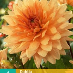 Dahlia decoratief Glorie v. Noordwijk (oranje) (1 st.)