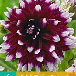 Dahlia decoratief Mistery Day (violet met wit) (1 st.)