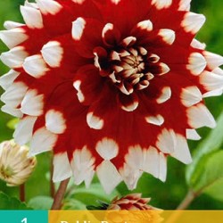 Dahlia decoratief Duet (rood met wit) (1 st.)
