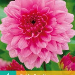 Dahlia decoratief Rosella (roze) (1 st.)