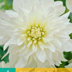 Dahlia decoratief Le Castel (wit) (1 st.)