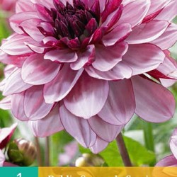 Dahlia decoratief Creme de Cassis (pioenpurper) (1 st.)