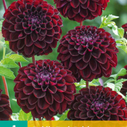 Dahlia Pompon Natal (zwartrood) (1 st.)