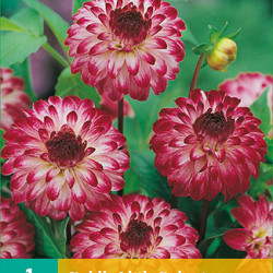 (60310) Dahlia Pompon Little Robert (rood met wit) (1 st.)