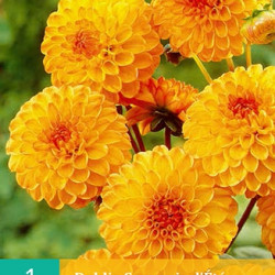 Dahlia Pompon Souvenir d'Ete (oranje) (1 st.)