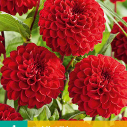 Dahlia Pompon Nescio (felrood) (1 st.)
