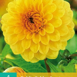 Dahlia Pompon Golden Septer (geel) (1 st.)