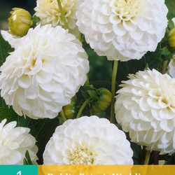 Dahlia Pompon Petra's Wedding (wit) (1 st.)