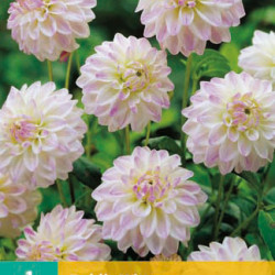 Dahlia Pompon Wine eyed jill (witroze) (1 st.)