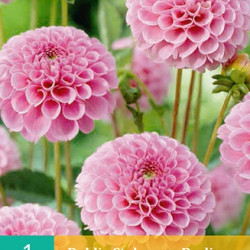 Dahlia Pompon Stolze von Berlin (donkerroze) (1 st.)