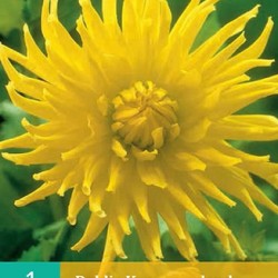 Dahlia Cactus Kennermerland (geel) (1 st.)