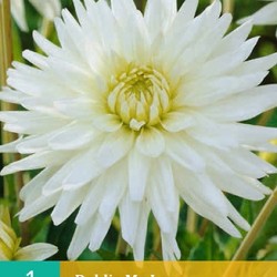 Dahlia Cactus My Love (wit) (1 st.)