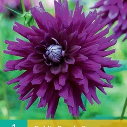 Dahlia Cactus purple Gem (purper) (1 st.)