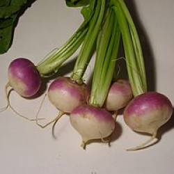 Stoppelknollen