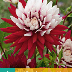 Dahlia Cactus Rebecca's World (rood met rose) 1 st.