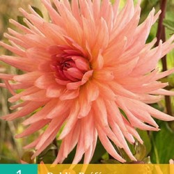 Dahlia Cactus Preference (zalmrose) (1 st.)