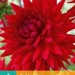 Dahlia Cactus Wittemans Best (rood) (1 st.)