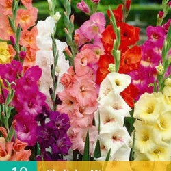 Gladiolen Mix (25 st.)
