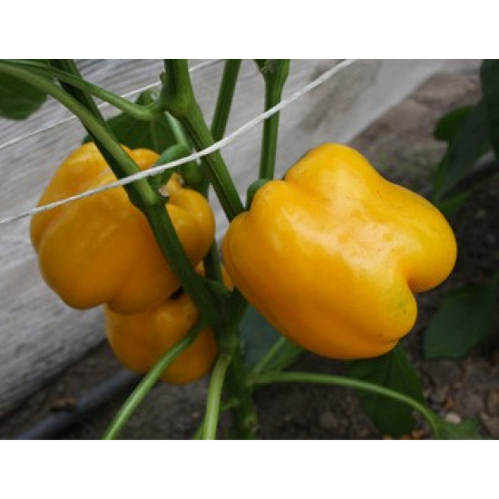 Paprika Elsa F1 (Biologisch) (71622)