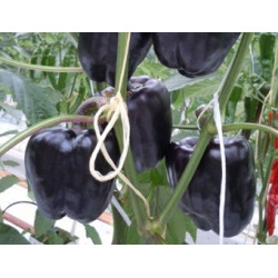 Paprika Lilo F1 (Biologisch) (71623) Paprika Lilo F1 (Biologisch) (71623)