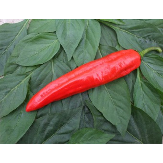 Paprika Xaro puntpaprika (Biologisch) (71627)