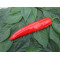 Paprika Xaro puntpaprika (Biologisch) (71627)