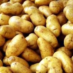 Pootaardappels Dore (28/35) prijs per kg