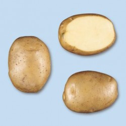 Pootaardappels Frieslander (28/35) prijs per kg. (uitverkocht)