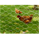 Gaas (Avigal) zeskant (verzinkt) 25,0 x 750 x 0,8 mm