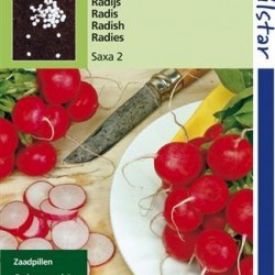 Radijs, Saxa Pillenzaad