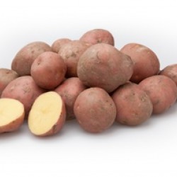 Pootaardappelen Bildtstar (28/35) prijs per kg
